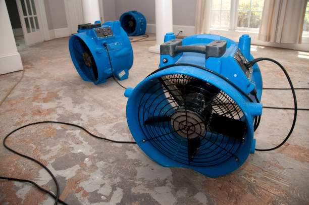 Best Mold removal after water damage  in Norwalk, CA